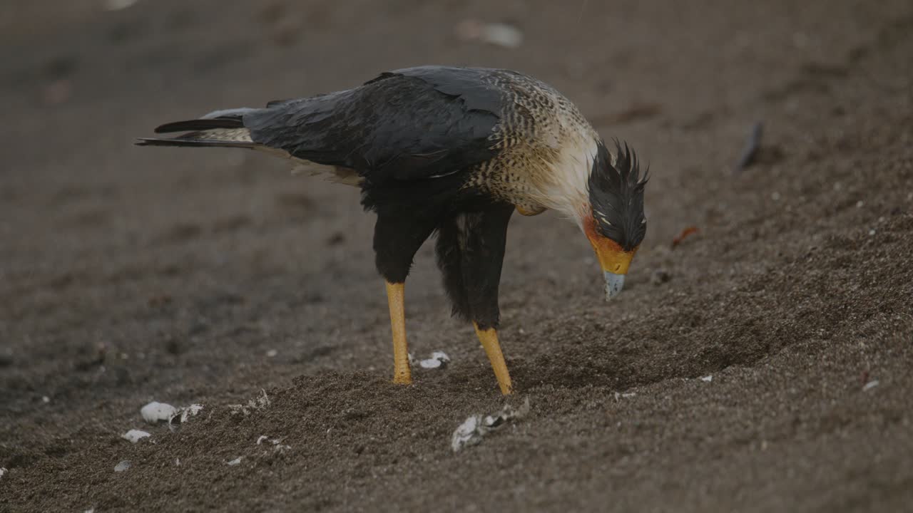 caracara de cresta buscando huevos de tortuga marina en una playa de arena, costa rica