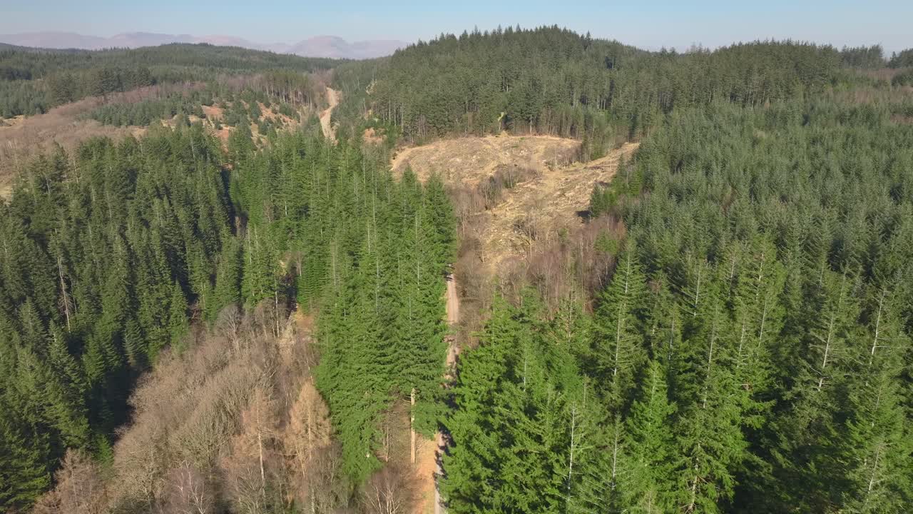 Slow flight over pine treetops. Grizedale Forest, Cumbria, UK.