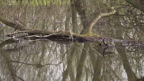 4k old willow tree trunks inside a small lake, reflections of the trunks in the water