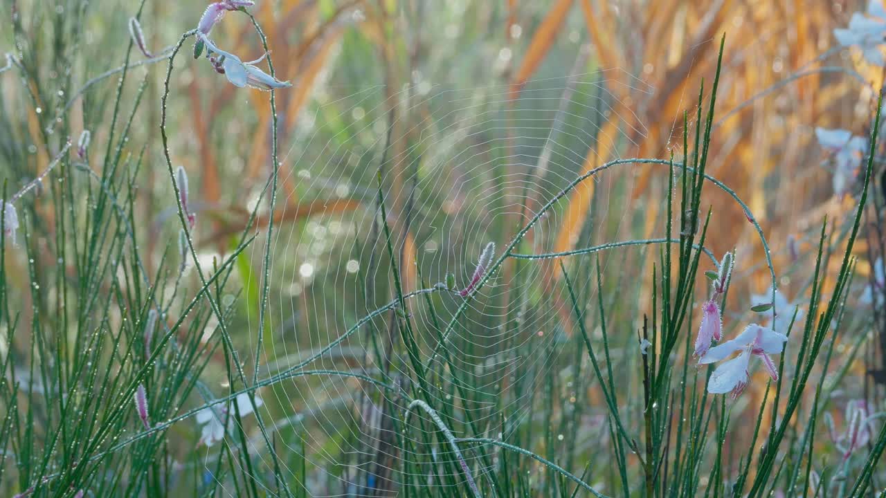 паутина и дикое растение гаура с травяным кустом в поле, близкое изображение