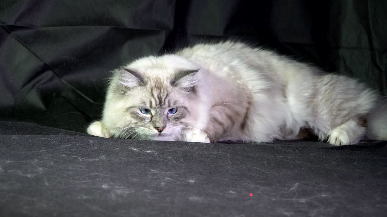 un gatto bianco peloso dagli occhi blu monitora il raggio laser