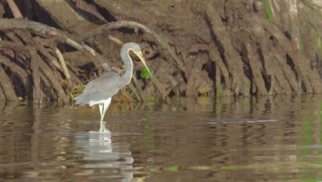 tricolored heron dripping water from bill in beach ocean shore with mangroves in background in slow motion