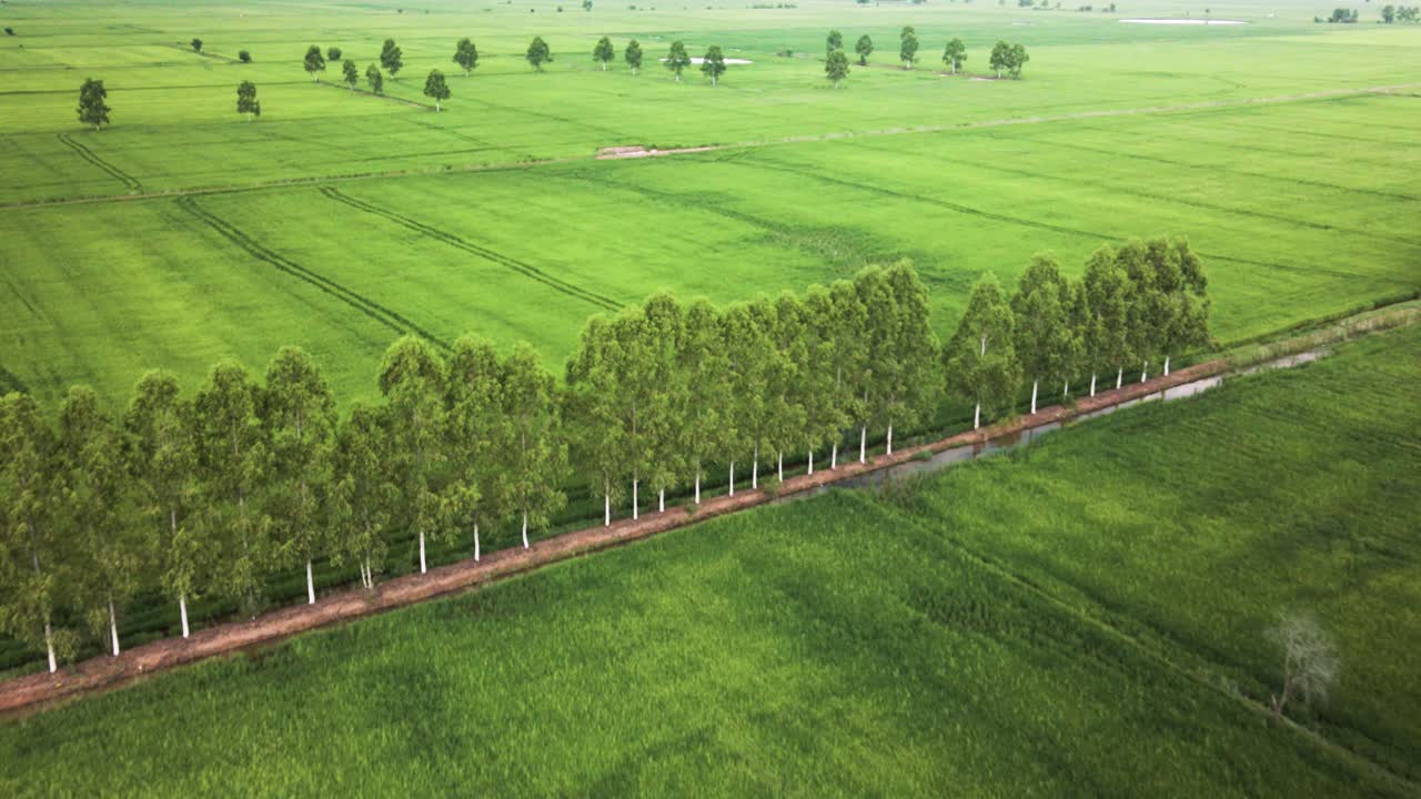 Rice paddy's stretching to the horizon.  Vivid green fields lined with eucalyptus trees in South East Asia.  Drone aerial fly over.