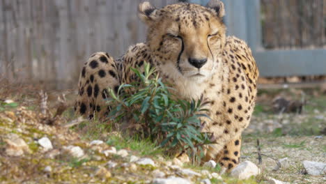 cheetah acinonyx jubatus schreber lying on the ground in lunaret zoo montpellier