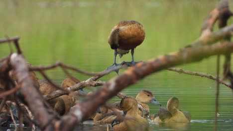 whistling duck chicks with chicks