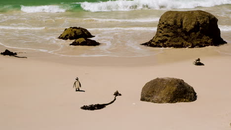 Cute-African-penguin-waddles-out-of-ocean,-shakes-off-water