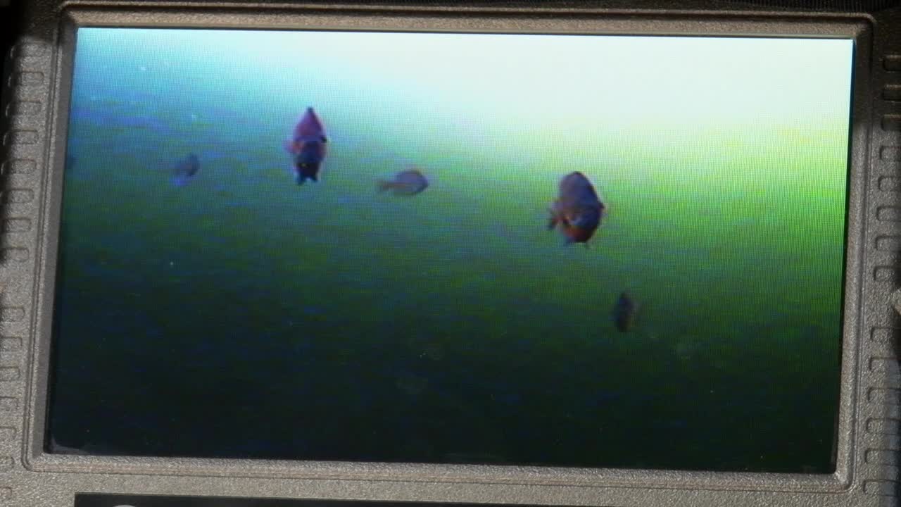 Fishing Camera Screen Showing Fish Underwater. - Closeup