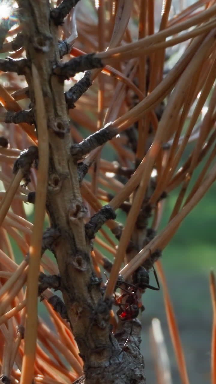 macro de rama de pino seco con agujas crujientes y hormigas en un bosque sombreado, ambiente forestal natural