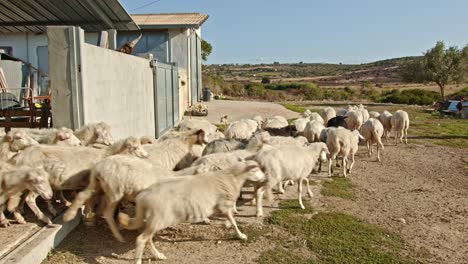 Flock-of-sheep-running-out-of-barn-towards-green-meadow,-handheld-shot