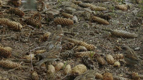 several small house sparrows feed among spruce cones on forest ground