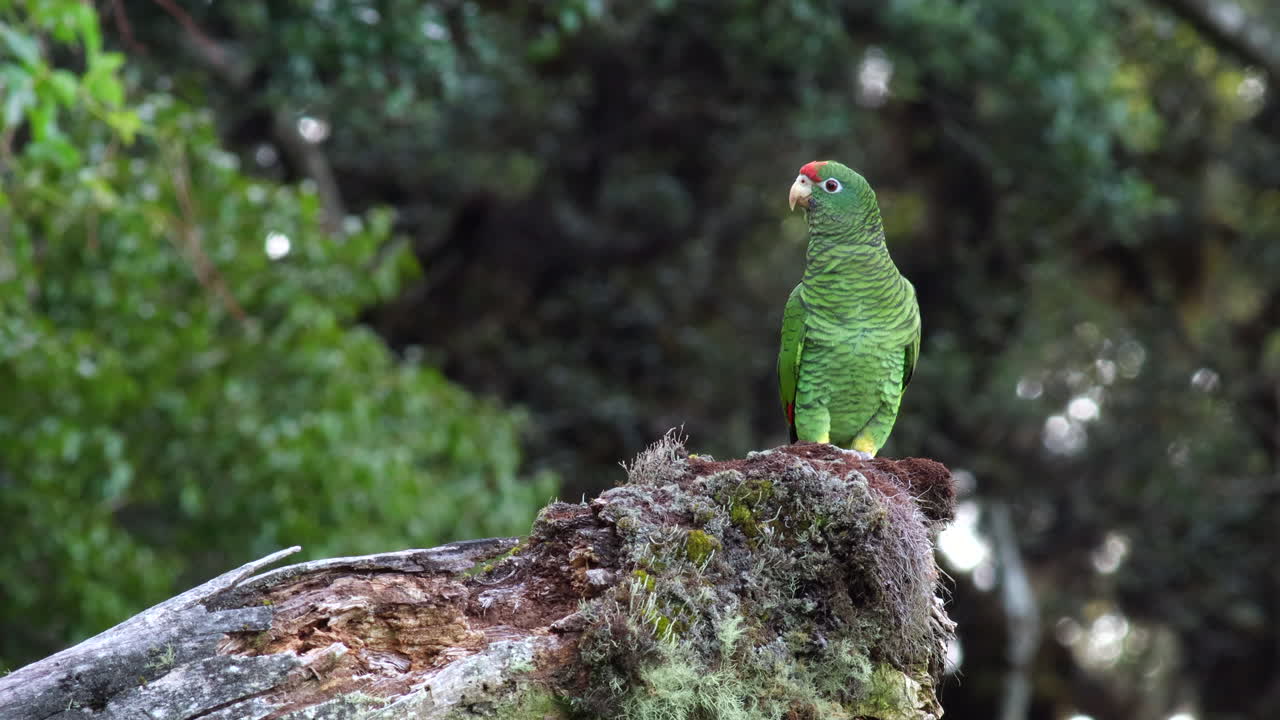 Endangered threatened Tucuman Parrot bird exotic wild in tropical rainforest jungle2