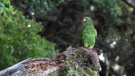 Endangered threatened Tucuman Parrot bird exotic wild in tropical rainforest jungle2