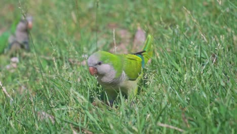 Atemberaubendes-Video-Eines-Grünen-Papageis,-Der-Auf-Einer-Terrasse-Im-Parc-De-La-Ciutadella-Spaziert-Und-Sich-Selbst-Frisst