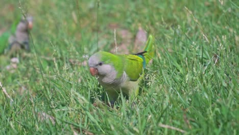 video impresionante de un loro verde caminando en una terraza en el parque de la ciudadela y alimentándose