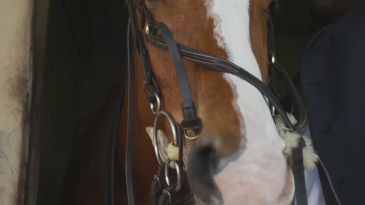 hombre afroamericano poniendo brida en el caballo de doma