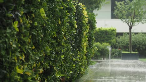 rainy day garden scene