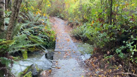 a steady camera moves along a forest trail, crossing a small wooden bridge over a flowing stream, surrounded by dense green foliage and ferns