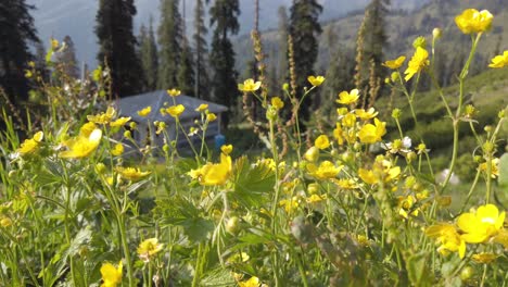 closeup at yellow flowers in the top of the mountain in kashmir