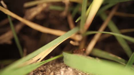 top down view of disturbed fire ant mound - highly magnified section of grass, ants using it to travel