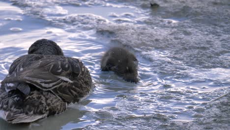 Mallard-Duck-And-Duckling-In-Shallow-Water---close-up