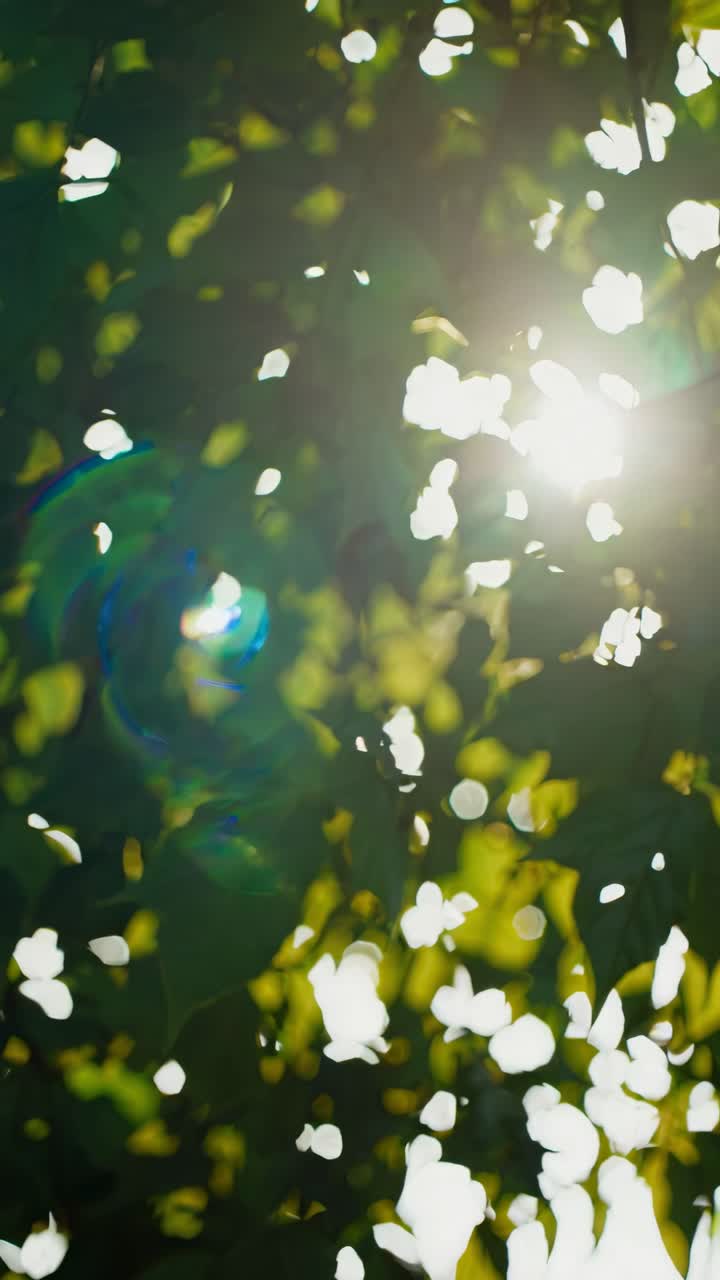 Sunlight filters through lush green leaves, captured from a low-angle