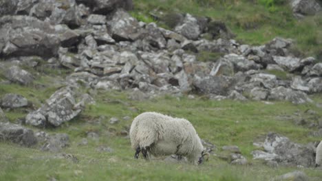 sheep and their lambs walking along a rock and grass covered slope