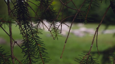 Ein-Alter-Friedhof-Mit-Grabsteinblick-über-Eine-Kiefer