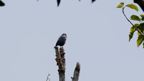 Gesehen-Auf-Einem-Abgebrochenen-Ast,-Während-Er-Sich-Umschaut,-Mit-Einem-Schönen-Blauen-Himmel-Als-Hintergrund,-Blaumerle-Monticola-Solitarius-Männlich