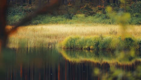 an autumn scene