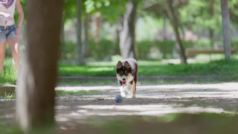 dog is learning to fetch a ball in the park with its owner