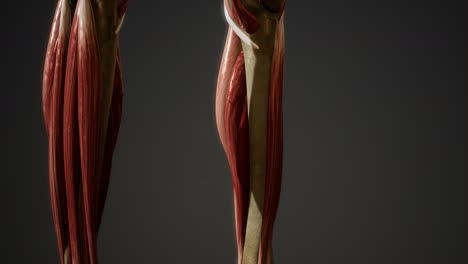 muscular system of human body animation