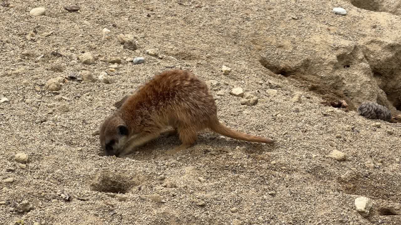 Closeup view of meerkat digging in dry sandy ground in Kalahari Desert showing natural behavior foraging burrow activity and arid wildlife habitat in Southern Africa landscape