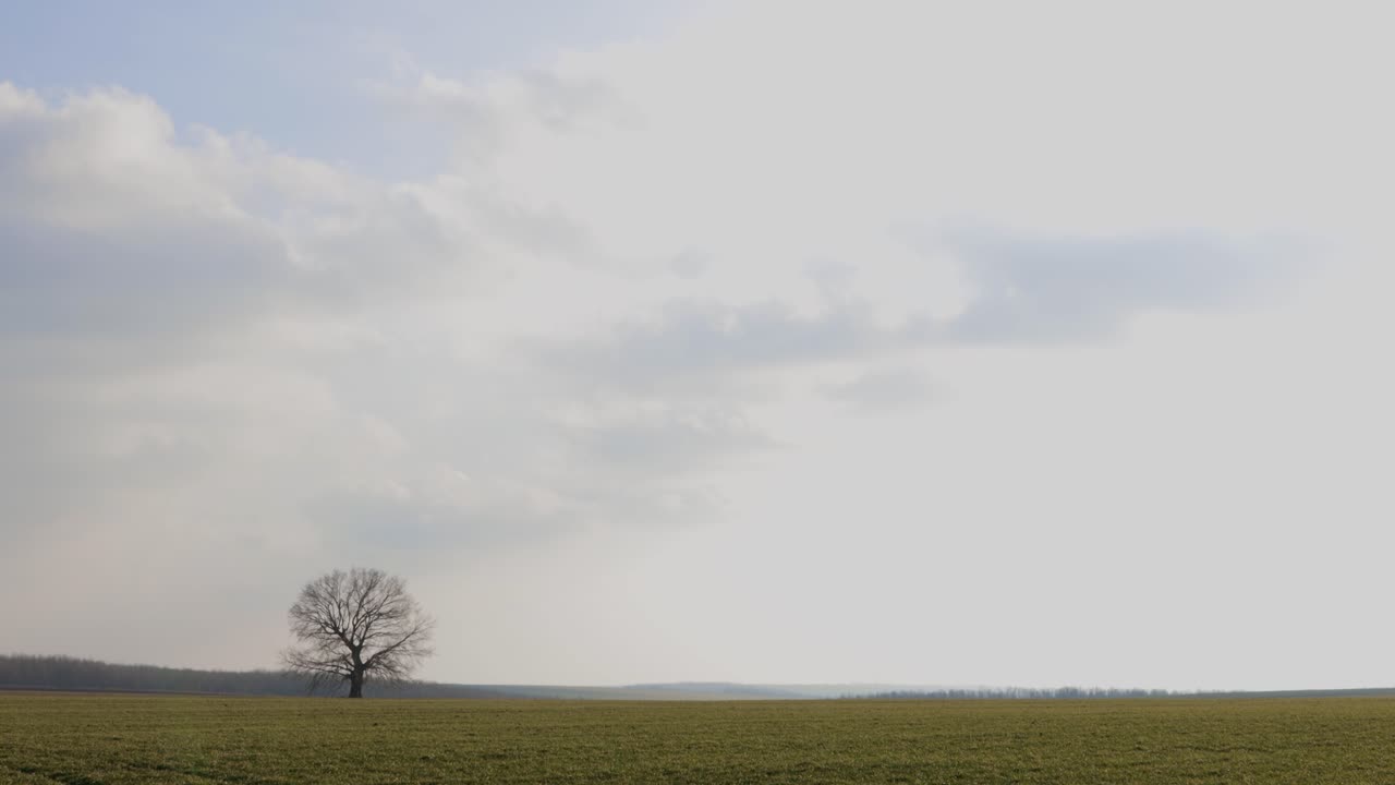 들판 중앙에 외로운 토종 나무 한 그루가 서 있는 녹색 농장의 탁 트인 전망 - 광각 촬영