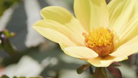 a single yellow-petaled flower with orange center is shown in close-up outdoors, as the camera slowly pans horizontally in bright natural light