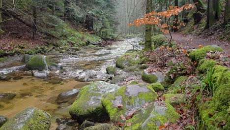 Schöner-Langer-Klarer-Wasserstrom-Im-Schwarzwald-In-Deutschland