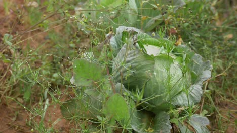 Planta-De-Coliflor-Orgánica-Infectada,-Infección-Por-Hongos