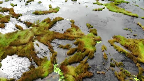 pitch - bitumen lake on the island of trinidad and tobago in the caribbean