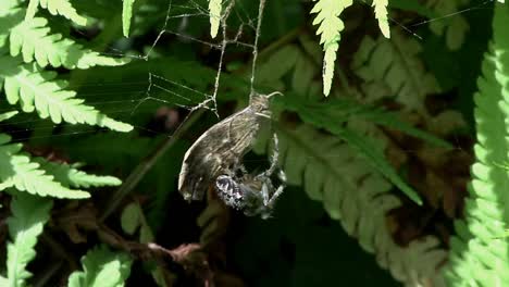 Eine-Kreuzspinne-Araneus-Diadematus,-Die-Einen-Schmetterling-In-Ihr-Netz-Wickelt