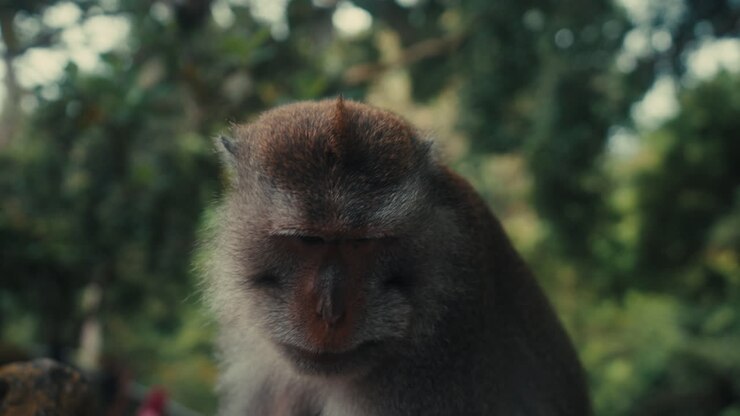 A cinematic close-up shot of a wild macaque monkey's profile, capturing its expressive features and thoughtful gaze against a lush, out-of-focus tropical background in Bali