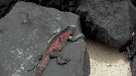 christmas marine iguana basking on lava rock surrounded on beach in the galapagos