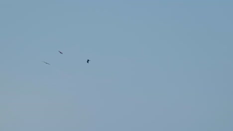 flock-of-birds-flying-in-the-sky-crows