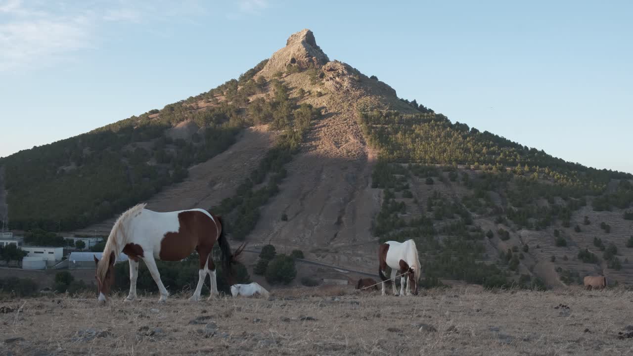 ángulo bajo todavía dispararon caballos pastoreando en el fondo del pico volcánico de las tierras altas