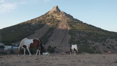 低角度仍然射擊馬匹在高地火山峰背景上放牧