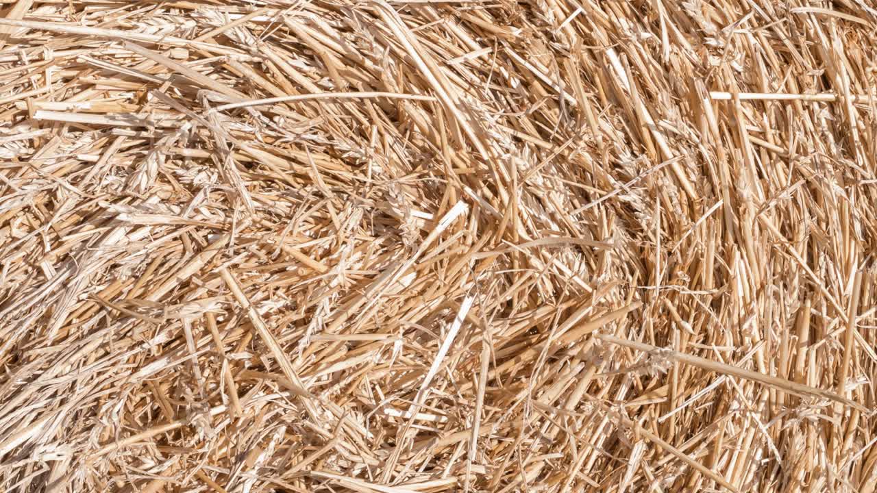 el heno en el fondo - video giratorio y en bucle. cosecha en la agricultura.