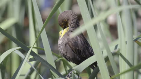 yellow-headed blackbird  juvenile preening between reeds