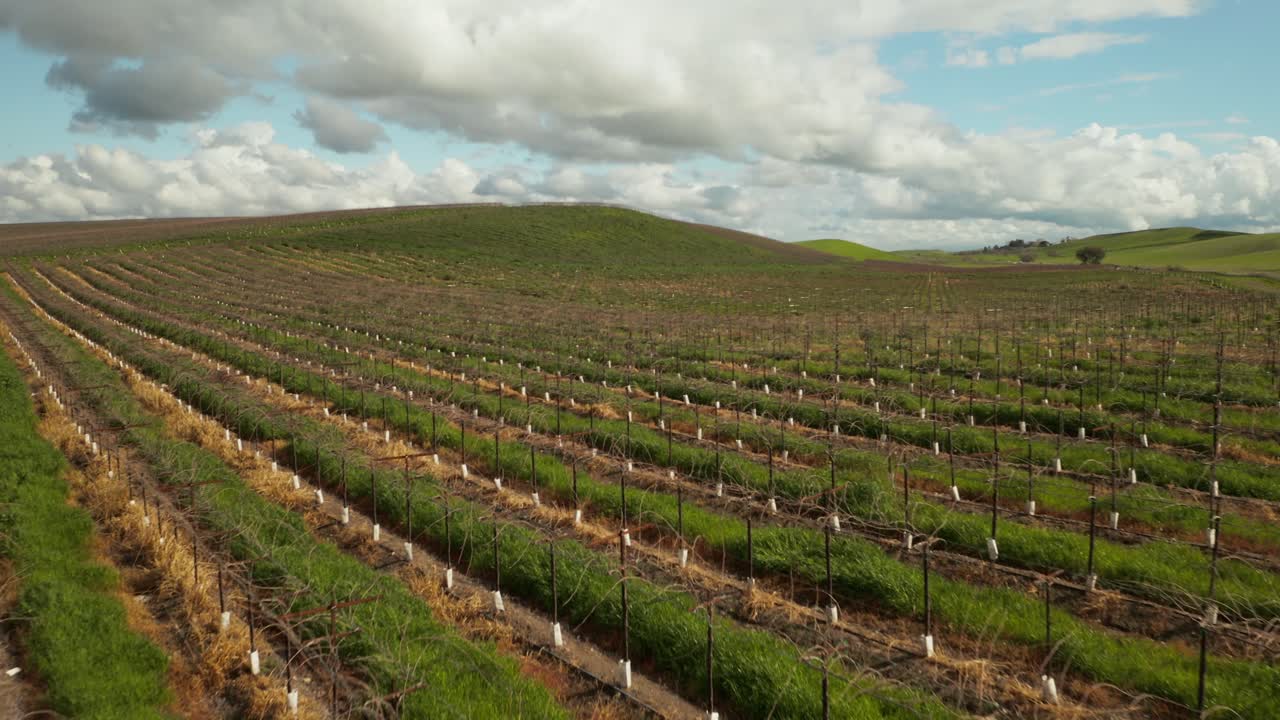 viñedos con drones en aumento en uvas de vino de livemore, california