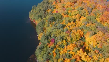 colorful autumn trees by a serene lake with vibrant orange and green foliage, aerial view