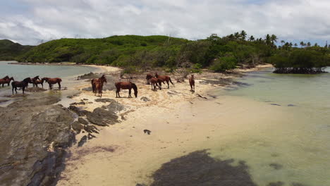 wild horses gather on small sandspit, north cost new caledonia