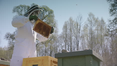 beekeeping - beekeeper inspecting a frame from a hive, low angle in slow motion