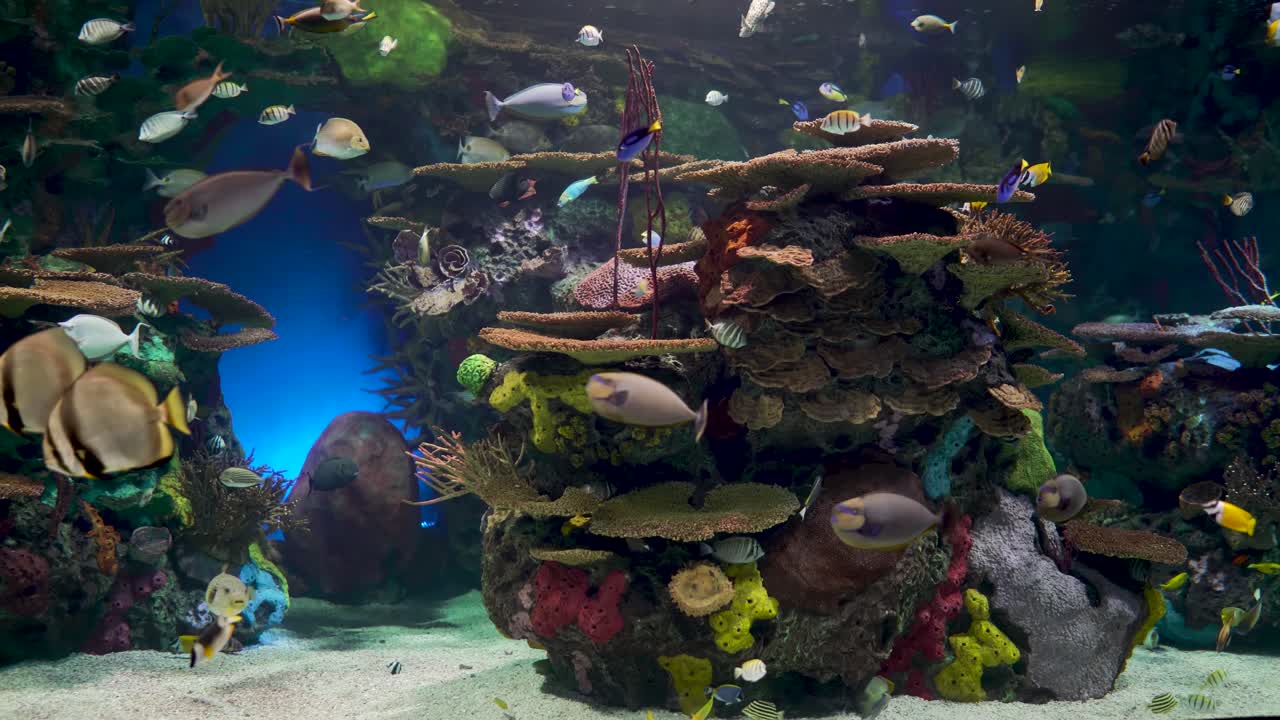 Akuarium besar yang dihiasi terumbu karang dengan ikan tropis, penyu, dan ikan pari.